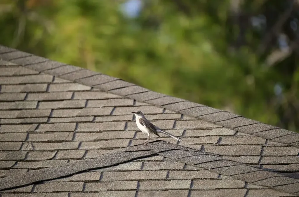 How Georgia’s Humid Climate Affects Your Roof
