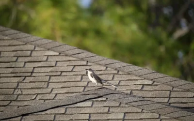 How Georgia’s Humid Climate Affects Your Roof